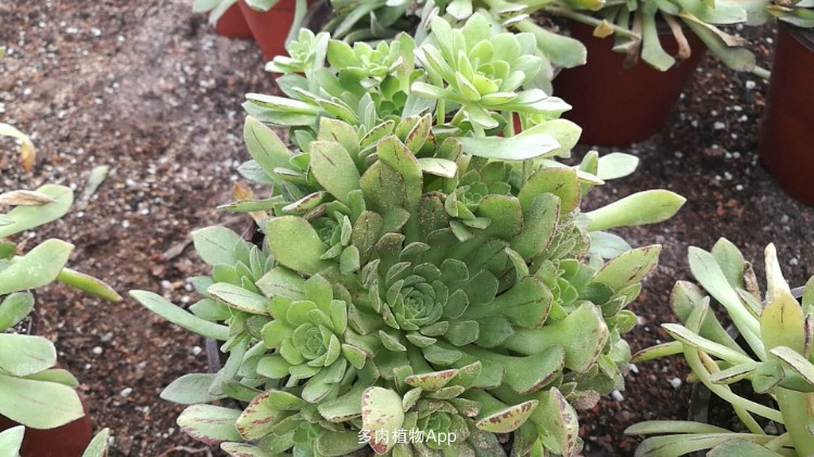 JDB电子试玩网页版-广东东莞援藏:建僧舍赢得民心(图2) JDB电子游戏官网