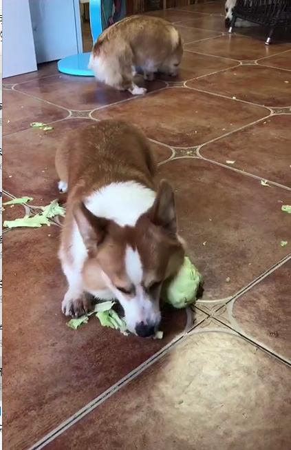 JDB电子试玩网页版