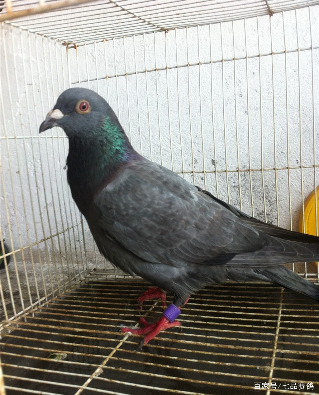 法式轻奢风的粉蓝配,深色也很讨喜!-JDB电子试玩网页版(图2) JDB电子