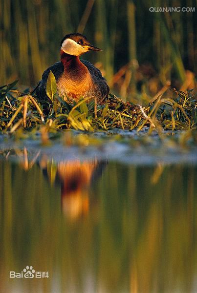 JDB电子试玩网页版:丰林集团上半年净利降超六成:下游家具、家装市场延期复工导致(图1) JDB电子试玩网页版