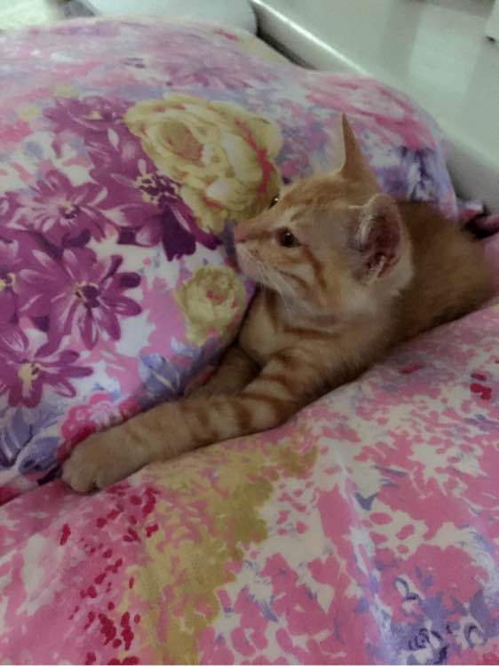 JDB电子试玩网页版